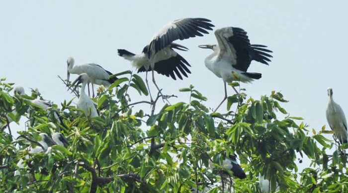 পাখির গ্রামে আসছে না পাখি