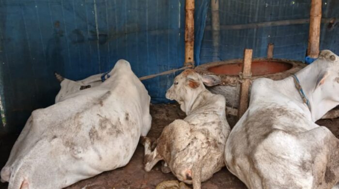 শিয়ালের কামড়ে চর আষাড়িয়াদহে রেবিস আতঙ্ক