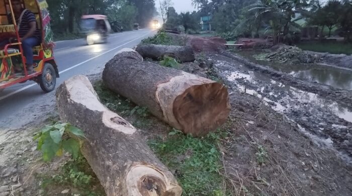 রাজশাহীতে গাছ হত্যা বন্ধে চিঠি প্রদান সচেতন নগরবাসীর