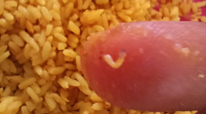 রাজশাহী কলেজ ছাত্রাবাসের ডাইনিংয়ে খাবারে পোকা