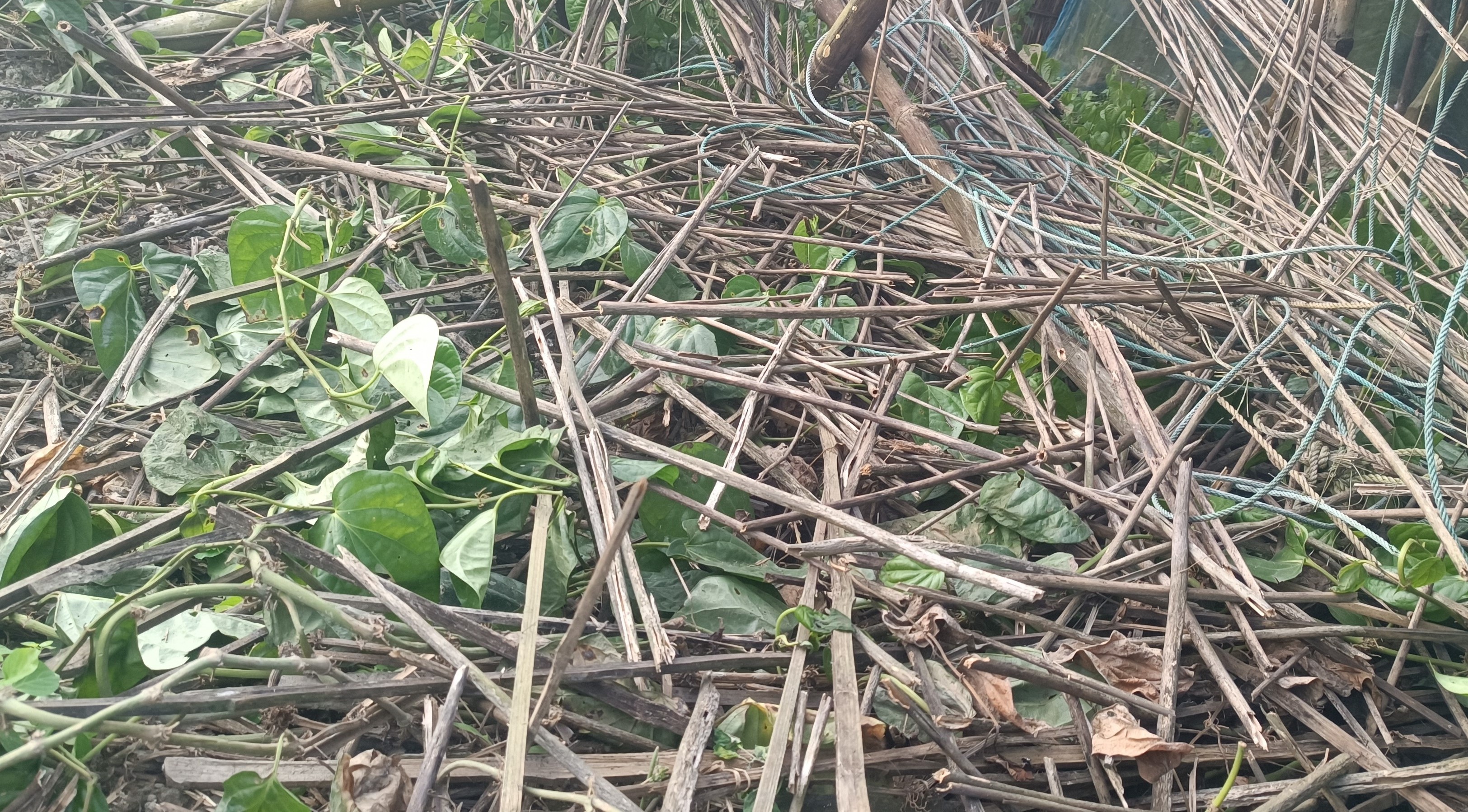 মোহনপুরে প্রতিবন্ধির পান বরজ ভেঙ্গে জমি দখলের অভিযোগ