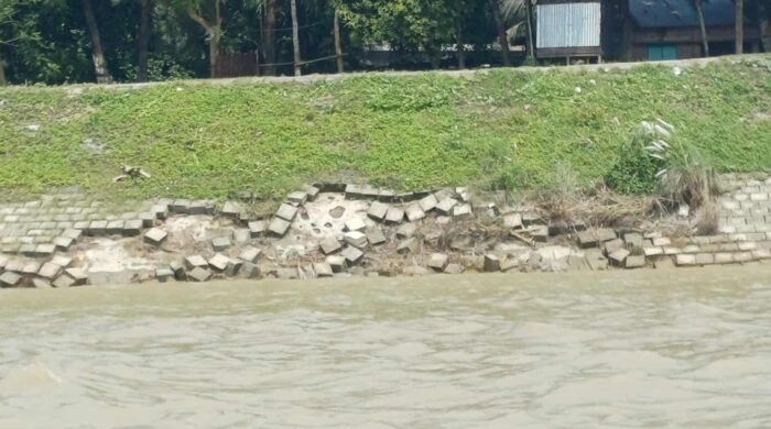 লালপুরে পদ্মা নদীর তীর সিসি ব্লক ধসে পড়ছে