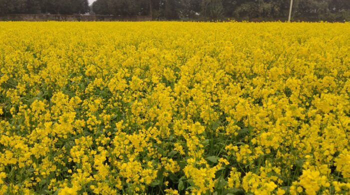 পত্নীতলায় সরিষার বাম্পার ফলনের আশা