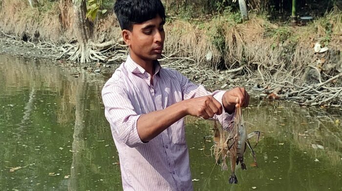 নওগাঁর পুকুরে মিশ্র পদ্ধতিতে চাষ হচ্ছে গলদা চিংড়ি