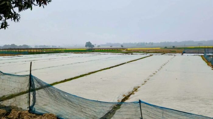 তানোরে শীতের প্রকোপ, বীজতলা নিয়ে দুশ্চিন্তায় কৃষক