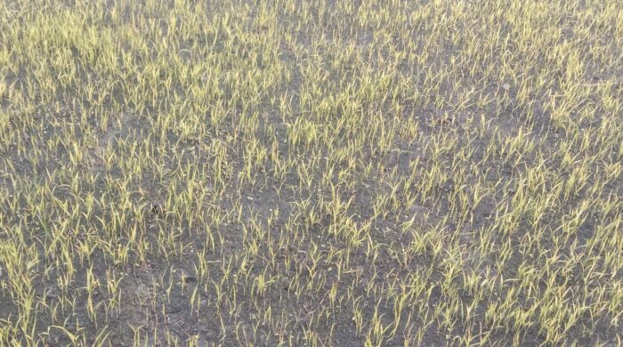 পুঠিয়ায় ঘন কুয়াশায় নষ্ট হচ্ছে বোরো ধানের বীজতলা