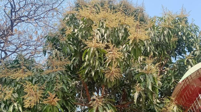 আমের মুকুলের সুগন্ধে মোহিত রাজশাহী কলেজ ক্যাম্পাস