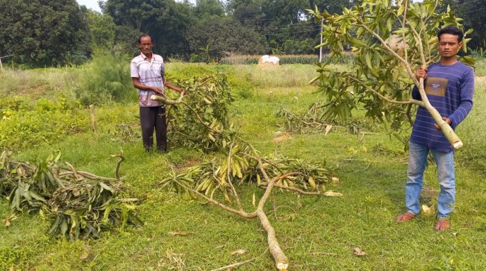 বাগমারায় চাঁদা না দেওয়ায় কৃষকের ২৫ টি আমগাছ কেটে ফেলেছে দুর্বৃত্তরা