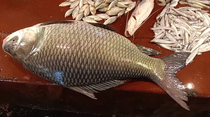 রাজশাহীর বাজারে ১২ কেজির কাতল, দাম ১৪ হাজার