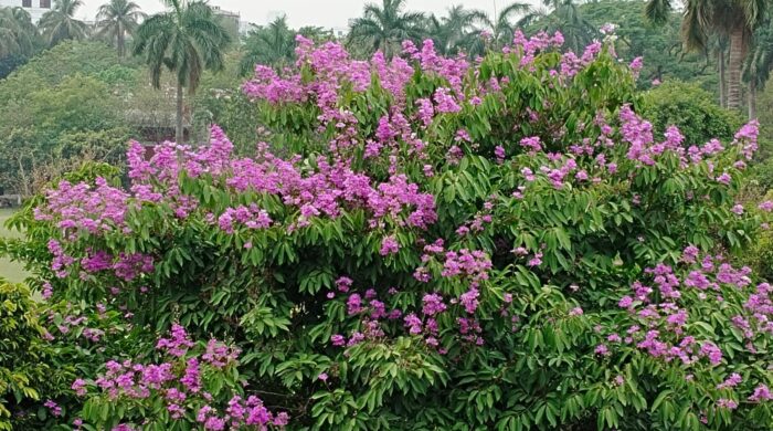 জারুল, কৃষ্ণচূড়া ও সোনালুর রঙে রঙিন রাজশাহী কলেজ ক্যাম্পাস