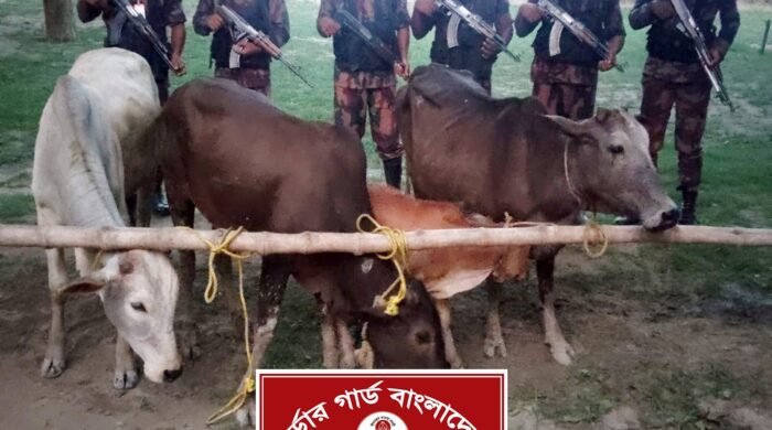 চাঁপাইনবাবগঞ্জে বিজিবির অভিযানে ৪ গরু জব্দ